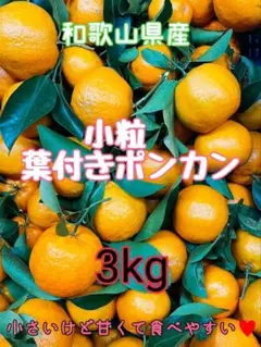 和歌山県産　甘～い♥️小粒葉付きポンカン❗3kg　みかんキング