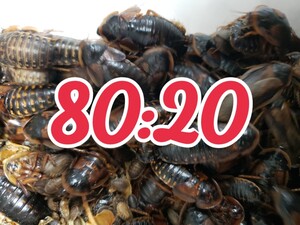 デュビア200匹(メス160:オス40) 無選別