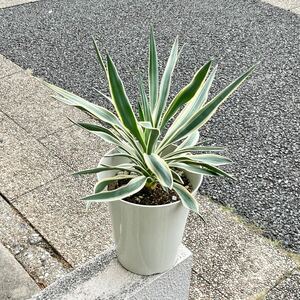 耐寒性・耐暑性あり Yucca gloriosa variegata ユッカ・グロリオサ・バリエガータ 6号