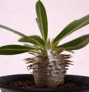 【種子】パキポディウム・デンシカウレ(恵比寿大黒)　Pachypodium Densicaule 種子20粒【送料無料】