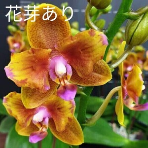 Phal. Lioulin Orange (peloric - 2 eyes) ファレノプシス リウリンオレンジ (ペロリック) 洋蘭 胡蝶蘭苗 Brother Sara Gold