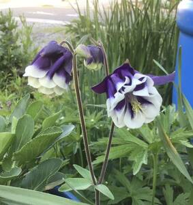 西洋オダマキ ブルーペチコート 花の種 25粒