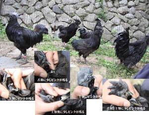 『HP開設』◆◆◆アヤム・セマニ☆Ayam Cemani☆有精卵6個☆通常ライン☆