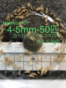 4~5㎜50匹＋30% 死着補償有　ヨーロッパイエコオロギ●フタホシコオロギ より丈夫で管理しやすく 臭い少なめ。