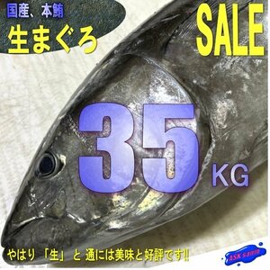 脂のってます。「生まぐろ 30～40kg」冷凍物とは別格!! -山陰境港直送-