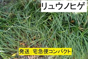 《送込》リュウノヒゲ　宅急便コンパクト発送　若い小さい株　苗　複数の場所から掘ります　葉が長い（玉竜ではない）　わが家で増殖　　