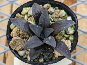 原種ムチカ　H. mutica　MBB7032 Rietfontein ハオルチア　ハオルシア　Haworthia　多肉植物