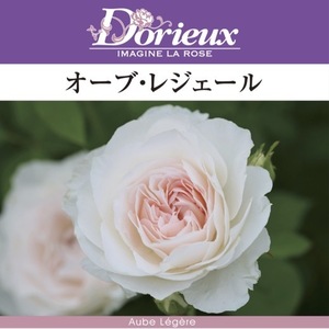 送料無料　オーブ レジェール　新苗4号鉢　　鉢植え バラ 薔薇 ドリュ フレンチローズ オーブレジェール オーブレジュール