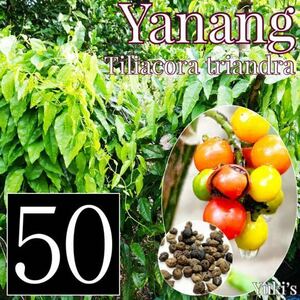 《タイ料理の材料》ヤーナーン 種子×50[エスニックプランツ]Tiliacora triandra