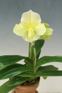 洋蘭 パフィオ TA11854 TB17-141 Paph. Snow Castle (Emerald Lake 