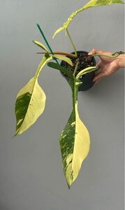 FJ1 フィロデンドロン ジョーピー 斑入り Philodendron Joepii variegated 組織培養苗