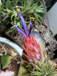 Tillandsia ionantha ‘enano