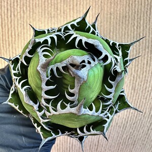 【Lj_plants】Q425 激レア高級品種 多肉植物アガベ　ホリダ horrida 極上強棘 狂刺 Sクラスは希少株 極上株