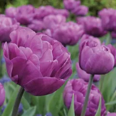 八重咲きチューリップ　バックパッカー♡寄せ植え　花壇　水耕栽培　球根 八重咲き