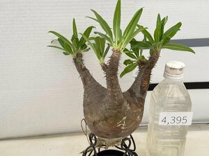 4395 「塊根植物」パキポディウム グラキリス　M 抜き苗【そろそろ植えます・gracilius・根切確認済・マダガスカル】