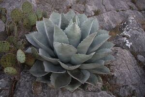 Agave ovatifolia アガベ オバティフォリア 鯨舌 種子 50粒