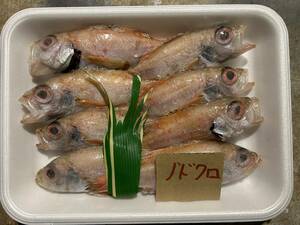 【800円スタート】【鳥取産】　のどくろ　小（8匹で400～500ｇ）冷凍