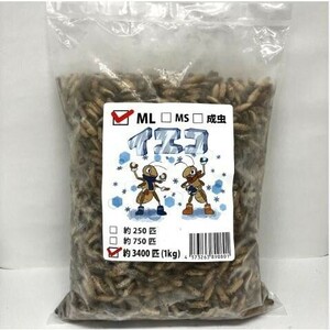 【送料無料・邑楽ファーム】【クール便発送】冷凍イエコオロギ　ＭLサイズ　１ｋｇ(約3400匹入り)