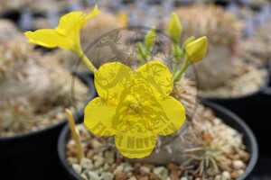 【自家採取】 Pachypodium enigmaticum パキポディウム エニグマチカム　種子　10粒