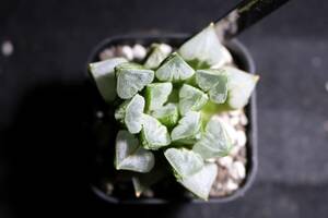 ラブハート　Haworthia　ハオルチア