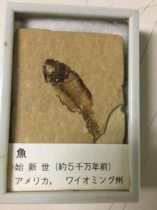 A1223　魚　始新世　化石　約5千万年前　アメリカ　ワイオミング州　ケース入り