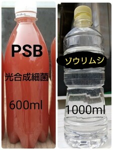 PSB(光合成細菌)600ml＆ゾウリムシ　1000ml　メダカやミジンコの餌　。 グリーンウォーター 金魚 クロレラ、めだか。