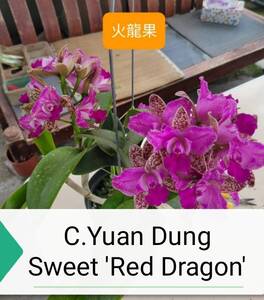 ◎洋蘭◎ Rlc. Yuan Dung Sweet 