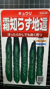 ３袋セット 霜知らず 地這 キュウリ じばい キューリ 胡瓜 種 郵便は送料無料