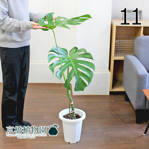 【現品】モンステラ 幹立ち 7号 白鉢（11）Monstera