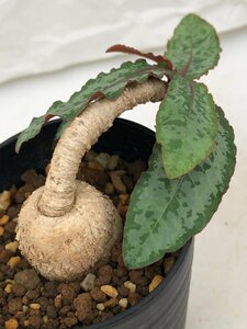 9330 「多肉植物」ユーフォルビア クレメルシー 斑入り葉 植え【発根・発芽・Euphorbia cremersii】