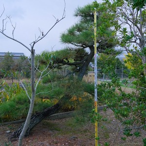 （株）一樹園　　 黒松　 　　庭木／樹齢80年　　植木　庭園樹　箱庭　造園