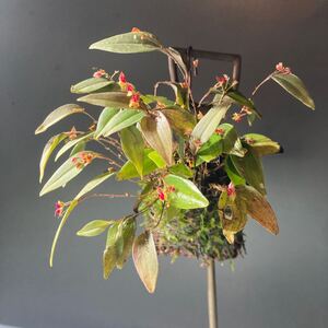 Lepanthes regularis 大株　レパンテス　パルダリウムエクアドル 原種　ミニチュアラン　