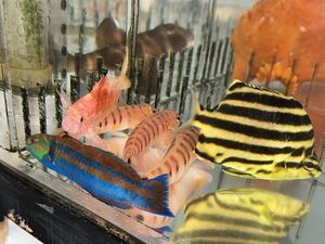 近海魚 Mix 3匹セット(約5〜15㎝前後）餌付け済！格安！魚種は着いてからのお楽しみ （四国、九州、沖縄、北海道の地域入札不可）