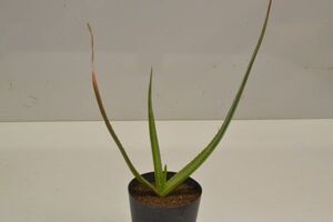 アロエ　マクロクラダ　ALOE macroclada