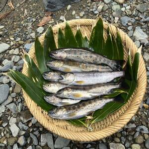 渓魚 天然やまめ