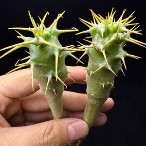 38X パキポディウム アンボンゲンセPachypodium ambongense 実生苗 2株同梱