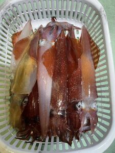 高知県産　ケンサキイカ　土佐湾の恵み　650g 3杯　すみ袋処理済　②