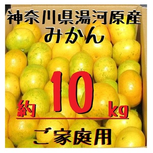 湯河原みかん 約10㎏ ご家庭用 温州みかん 青島みかん 大津みかん 訳あり サイズ不選別 神奈川県湯河原産 数量限定 みかん 約10キロ