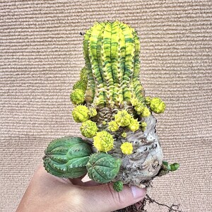 【Lj_plants】Q824 ヨーロッパ入力 ユーフォルビア オベサブロウ Euphorbia obesa錦 鮮明極上錦 極上斑入り 群生 木質化 厳選極上美大株 