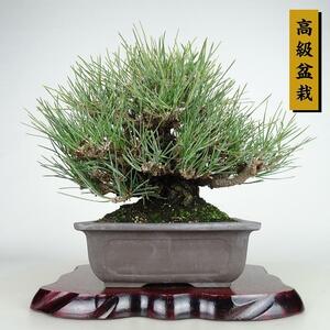 盆栽 松 黒松 瑞宝 樹高 約18cm くろまつ 高級盆栽 Pinus thunbergii クロマツ マツ科 常緑針葉樹 観賞用 小品 現品