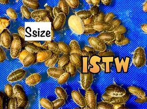 ◆ デュビア S ◆ S サイズ 100匹 +10%+ 補償( 1cm~1.5cm) デュビア S ISTW