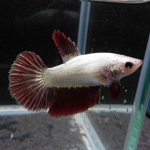 在庫処分特価　ベタ　ショーベタ　メス　レッドドラゴン　03F0925-054　ハーフムーン　熱帯魚　生体