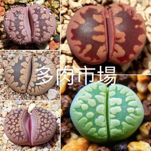 多肉植物 リトープス 大津絵玉　種子混合　20粒