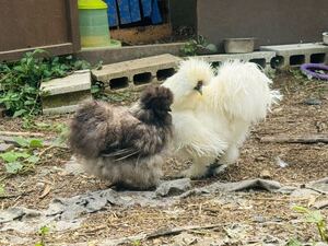 【10個】 烏骨鶏 アメリカンシルキー 食用 有精卵 米国烏骨鶏 放し飼い 白烏骨鶏 黒烏骨鶏 うこっけい ウコッケイ 