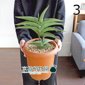 【現品】サンスベリア・パウエル/ポウェリー 7号 茶鉢（3）Sansevieria powellii