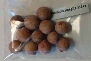 コペルニキア ホスピタ 種子 10粒+α Copernicia Hospita 10 seeds+α 種 ヤシ コペルニシア Blue Yarey Palm