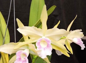 C. Pacavia ‘Luar’ x self　13