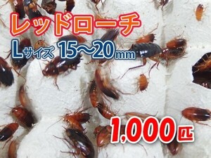 レッドローチ L サイズ 15～20mm 1000匹 紙袋配送 生餌 爬虫類 両生類 肉食熱帯魚 生体 アクアリウム エサ 活餌[3082:gopwx]