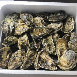 【送料無料】 三重県産 生食用 殻付き 浦村かき 70個セット（約7kg前後）（5～10人前） 真牡蠣 生牡蠣 牡蠣 貝類 海鮮バーベキューBBQ 