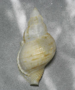 貝の標本 Bursa awatii 65.2mm.w/o.